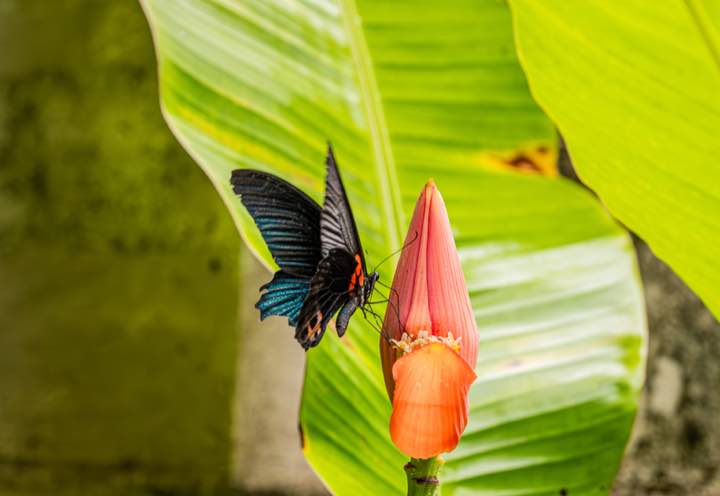 清迈 第 5 张照片