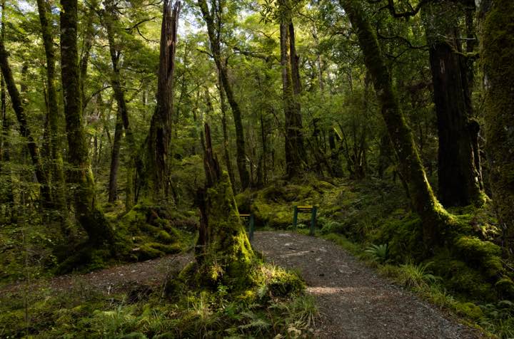 新西兰 第 5 张照片