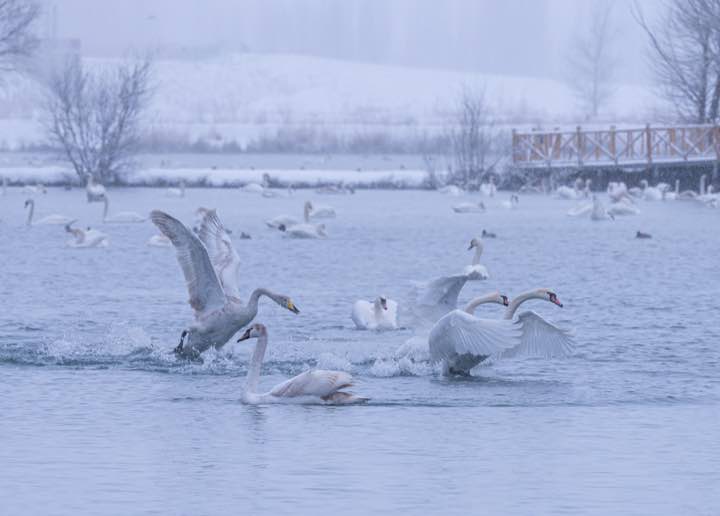 新疆阿勒泰 第 3 张照片